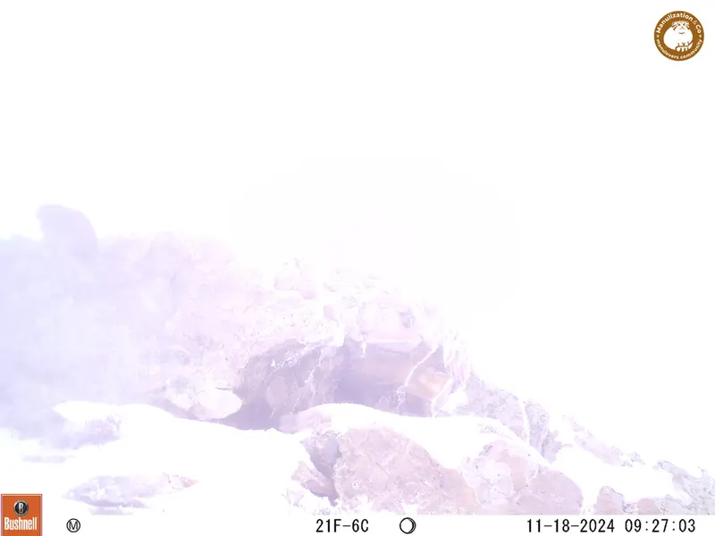 A photograph of Pika from Besshoky 1 camera trap