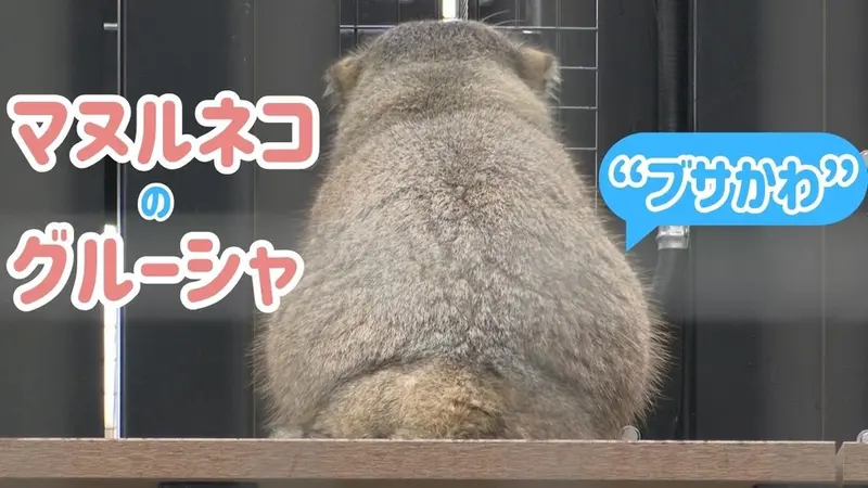 Pear in a new enclosure!