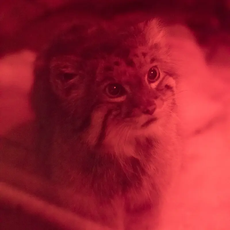 A photograph of Naim in Ueno Zoological Gardens