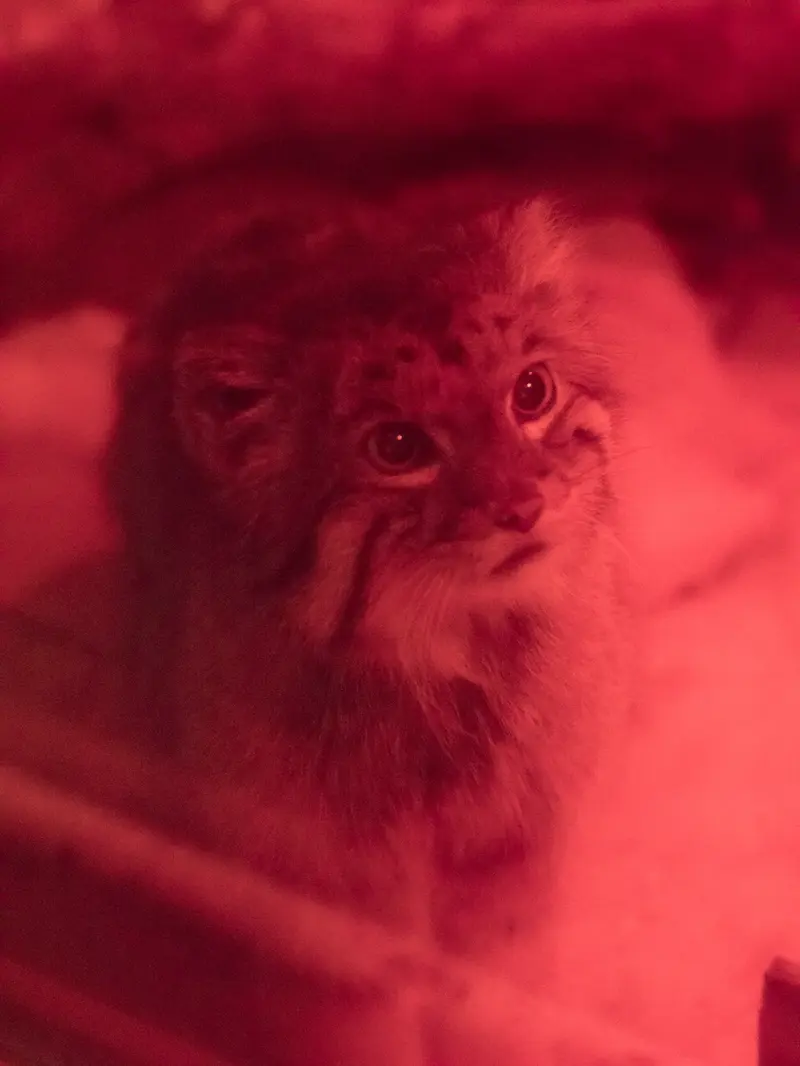 A photograph of Naim in Ueno Zoological Gardens