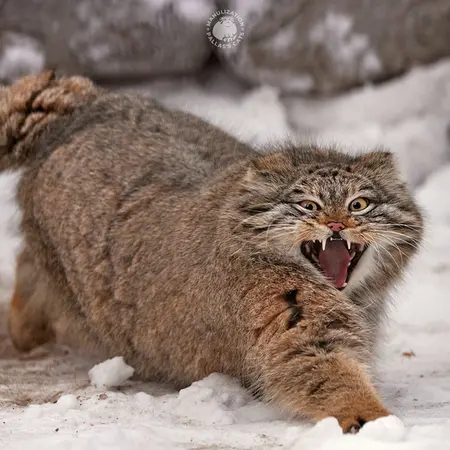 A photograph of Snezhinka in Novosibirsk Zoo