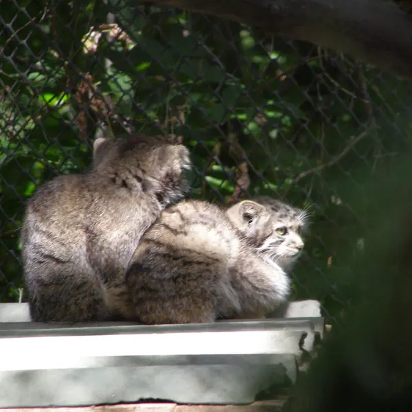 A photograph of a Pallas's cat in Novosibirsk Zoo