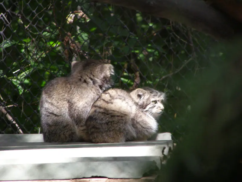 A photograph of a Pallas's cat in Novosibirsk Zoo