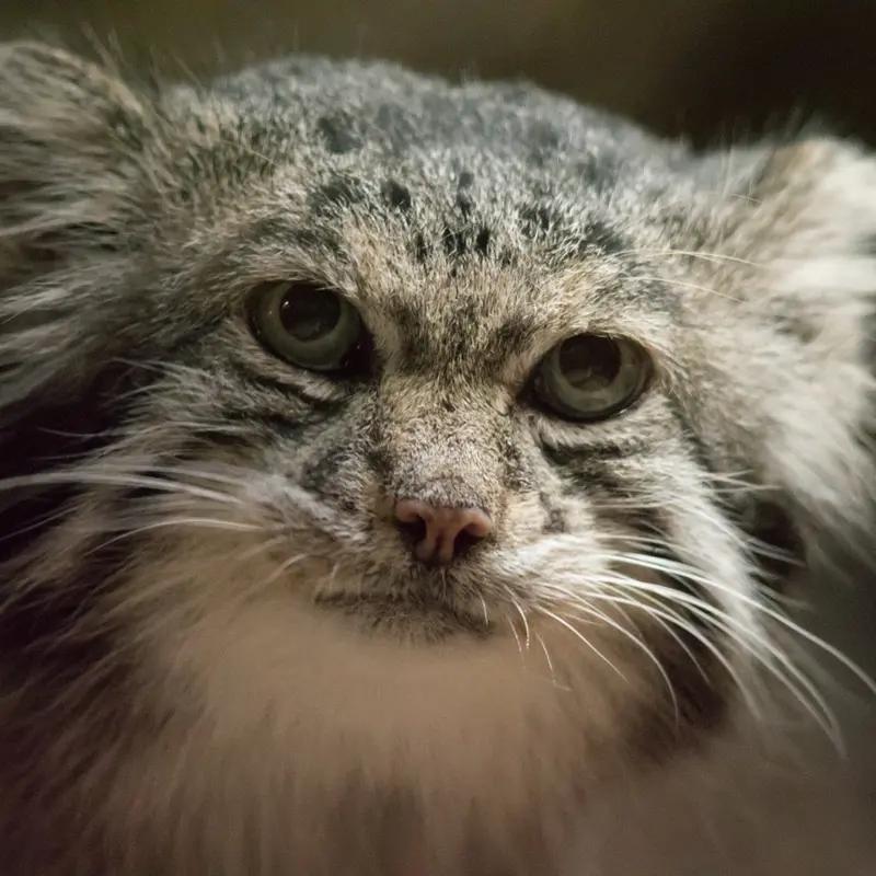 A photograph of Klyon in Ueno Zoological Gardens