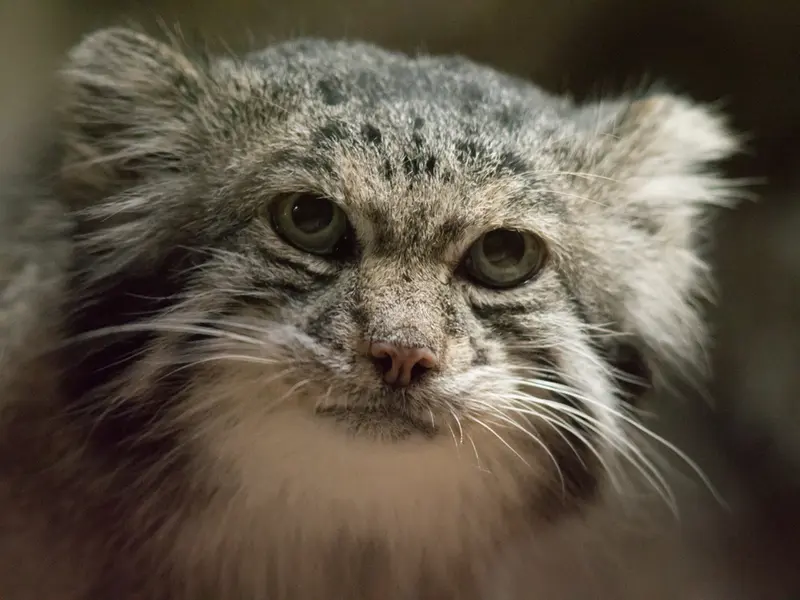A photograph of Klyon in Ueno Zoological Gardens