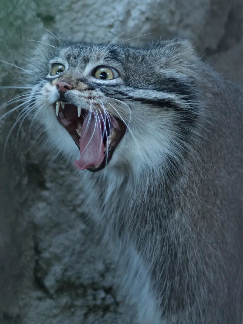 A photograph of Figa in Nogeyama Zoo