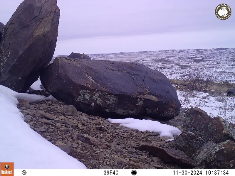 A photograph of Kazakh pika from Koshkar camera trap