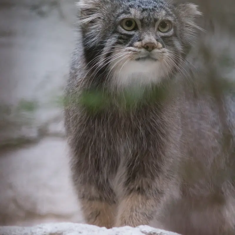 A photograph of Figa in Nogeyama Zoo