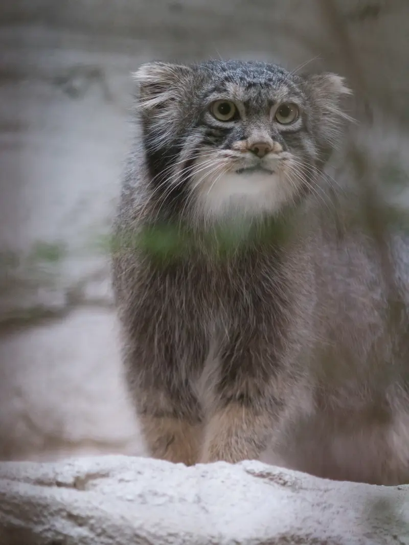 A photograph of Figa in Nogeyama Zoo