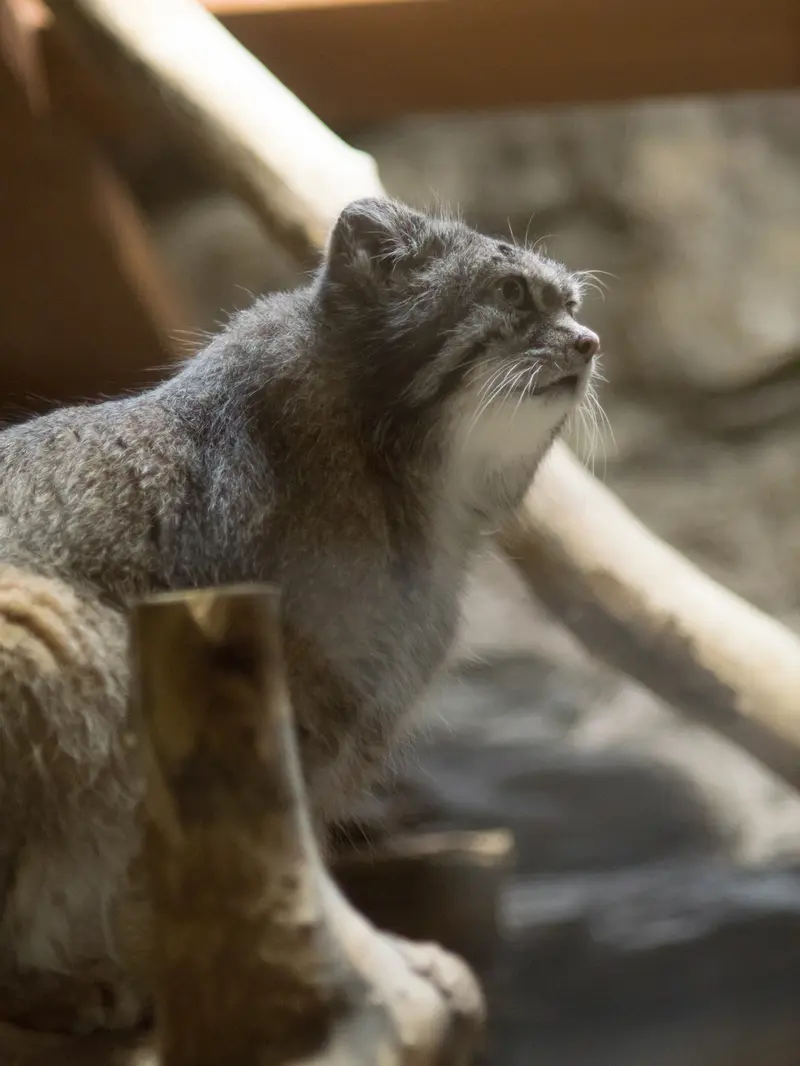 A photograph of Klyon in Ueno Zoological Gardens