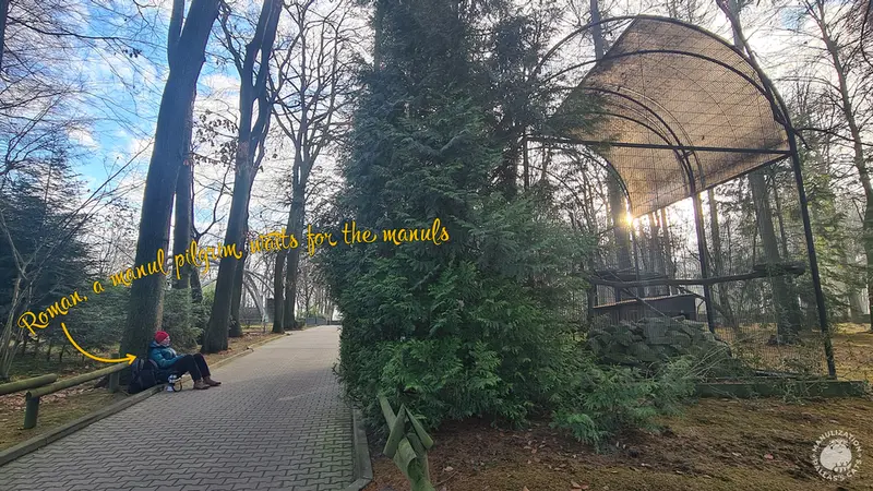 A photograph of a Pallas's cat