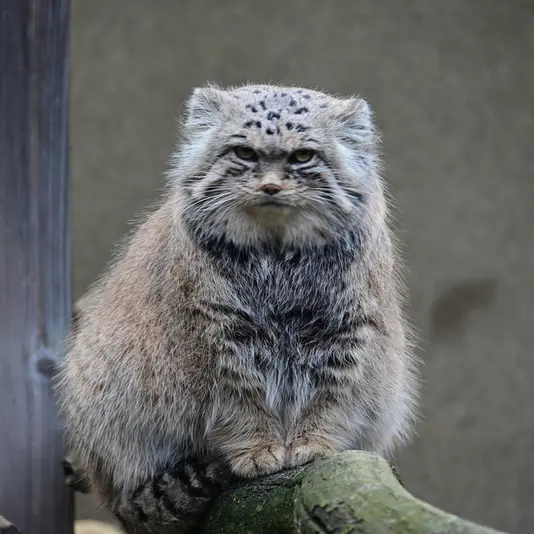 A photograph of Mars in Tallinn Zoo