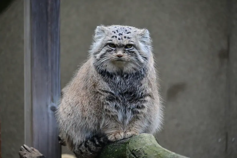 A photograph of Mars in Tallinn Zoo