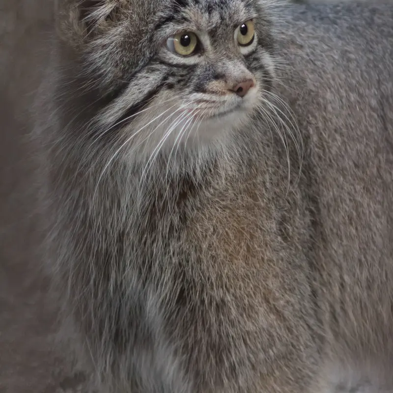 A photograph of Figa in Nogeyama Zoo