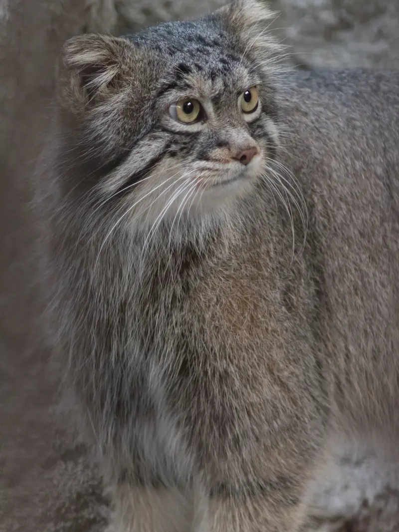 A photograph of Figa in Nogeyama Zoo