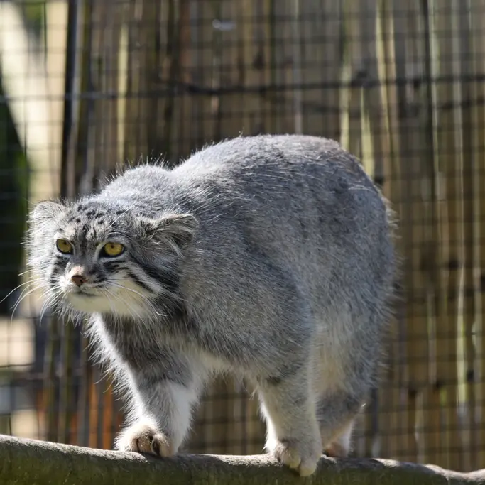 A photograph of Bat-Erdene in The Lakeland Wildlife Oasis