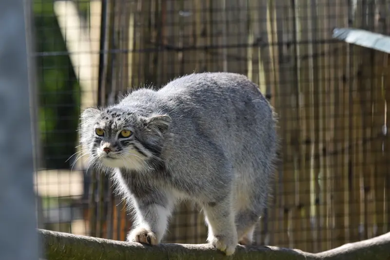 A photograph of Bat-Erdene in The Lakeland Wildlife Oasis