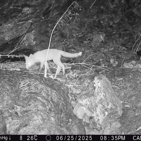 A photograph of Red fox from Zhundy 1 camera trap