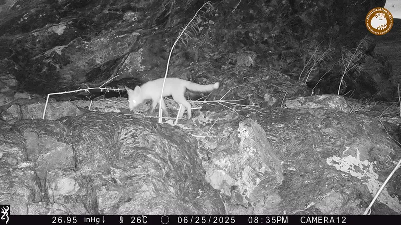 A photograph of Red fox from Zhundy 1 camera trap