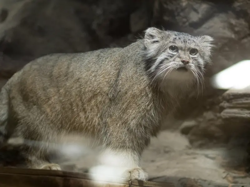 A photograph of Klyon in Ueno Zoological Gardens