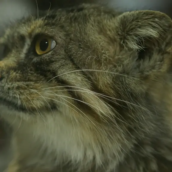 A photograph of a Pallas's cat in Ueno Zoological Gardens