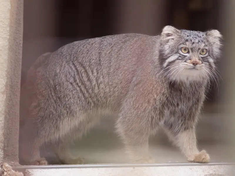 A photograph of Figa in Nogeyama Zoo