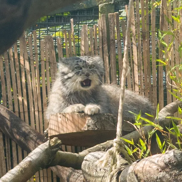 A photograph of Akiko in Edinburgh Zoo