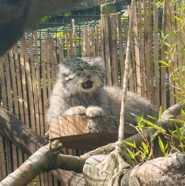 A photograph of Akiko in Edinburgh Zoo