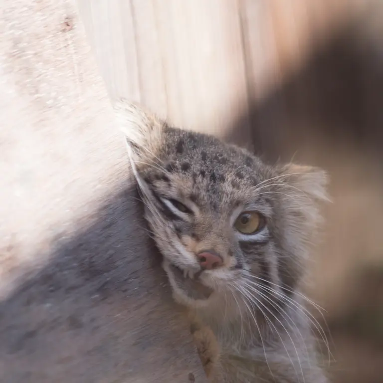 A photograph of Oto in Saitama Children's Zoo