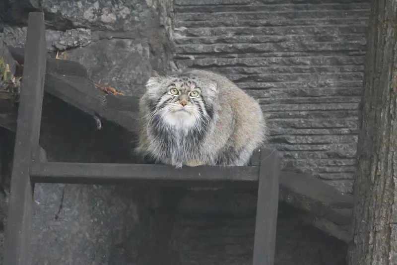A photograph of a Pallas's cat