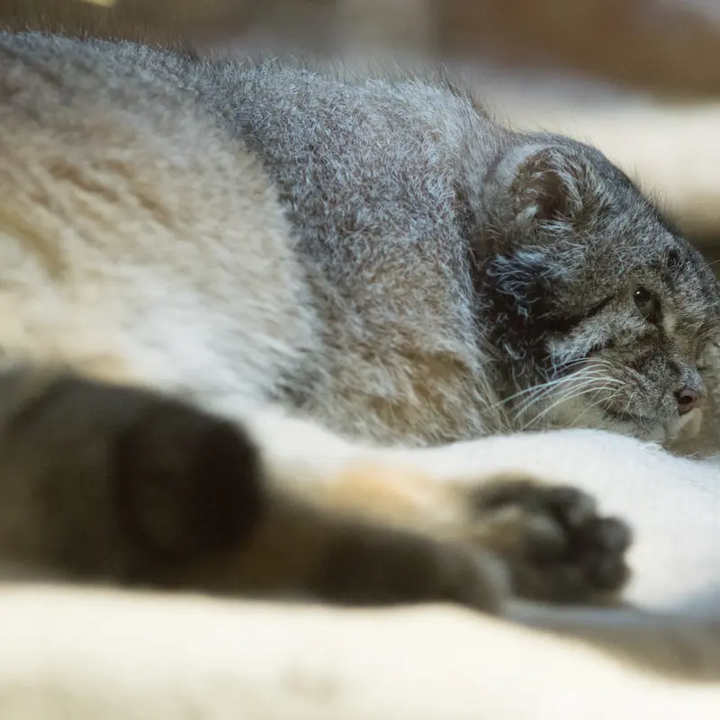 A photograph of Klyon in Ueno Zoological Gardens