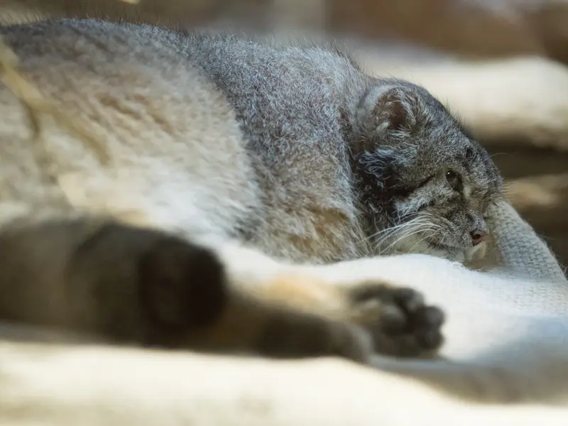 A photograph of Klyon in Ueno Zoological Gardens