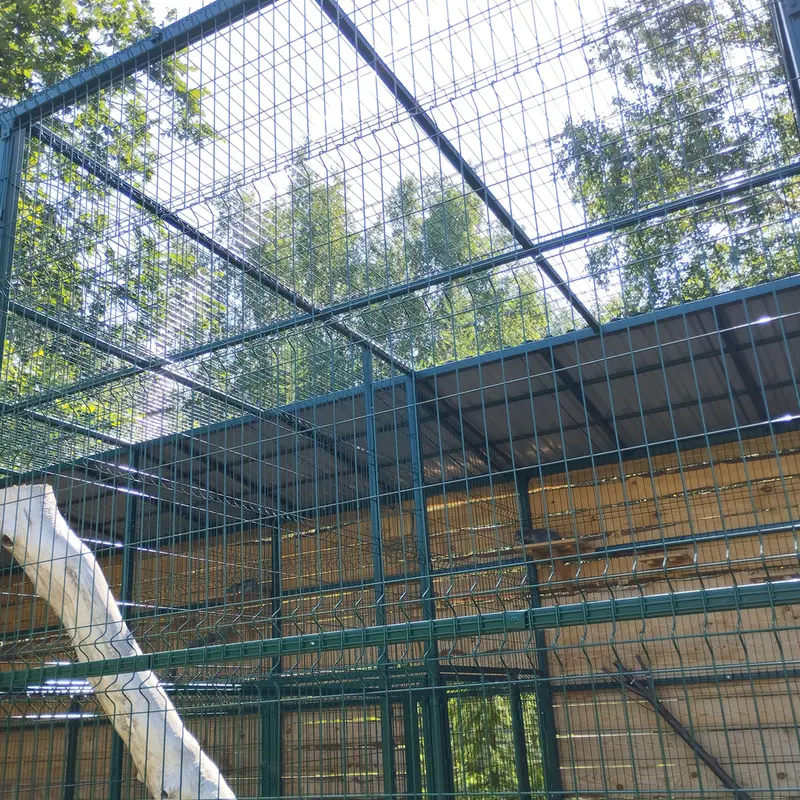 A photograph of Chip in Barnaul zoo “Lesnaya skazka”