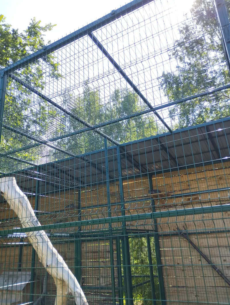 A photograph of Chip in Barnaul zoo “Lesnaya skazka”