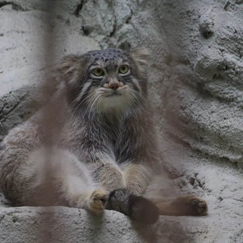 A photograph of Figa in Nogeyama Zoo
