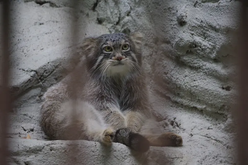 A photograph of Figa in Nogeyama Zoo