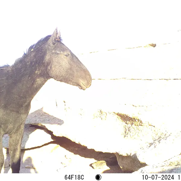 A photograph of Horse from Bektauata 1 camera trap