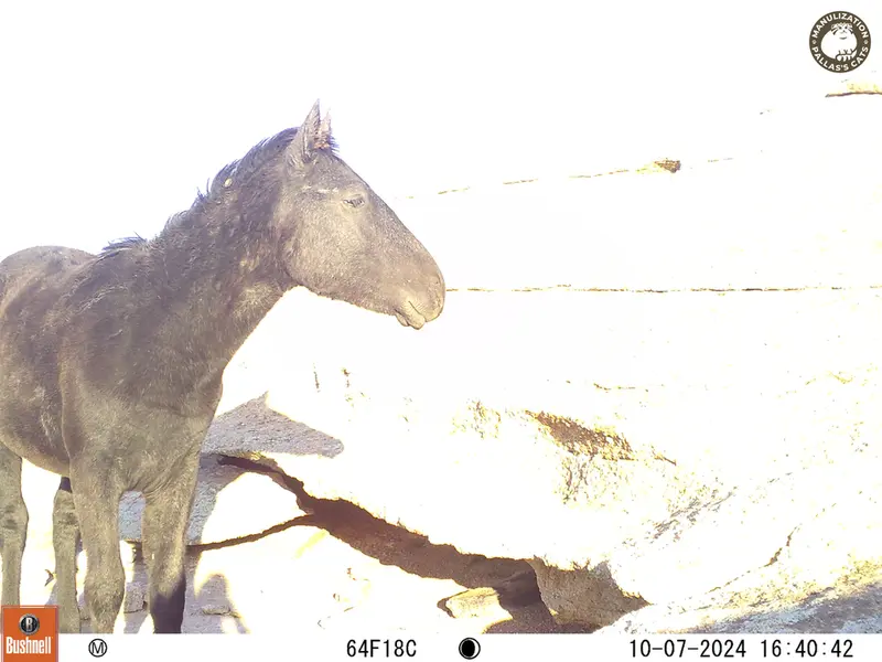 A photograph of Horse from Bektauata 1 camera trap