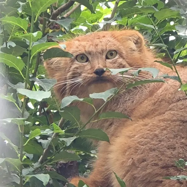 A photograph of Nanó in Yerevan Zoo