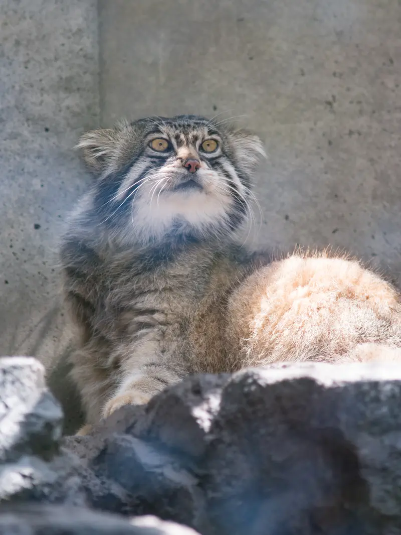 A photograph of Grusha in Asahiyama Zoo