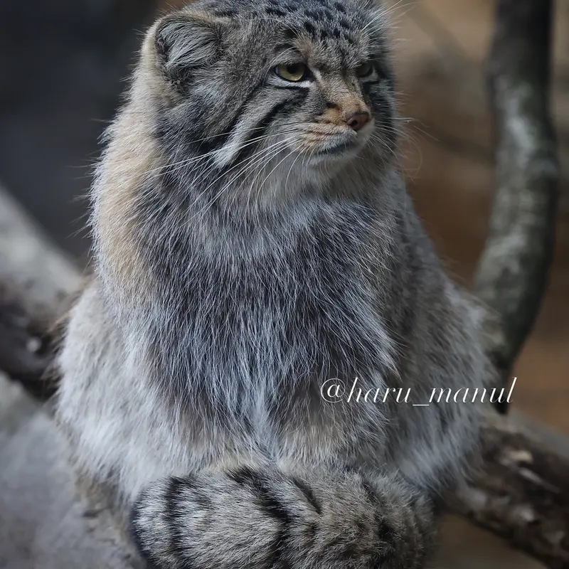 A photograph of Nagomu in Nasu Animal Kingdom