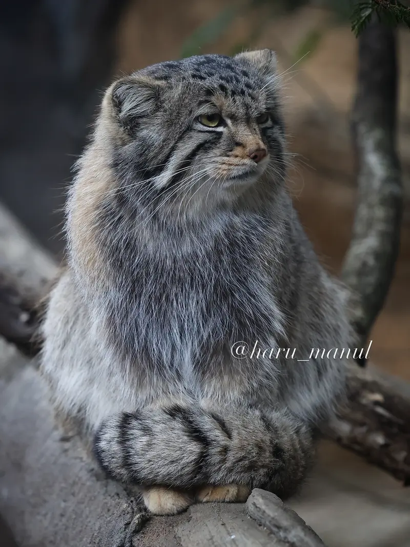 A photograph of Nagomu in Nasu Animal Kingdom