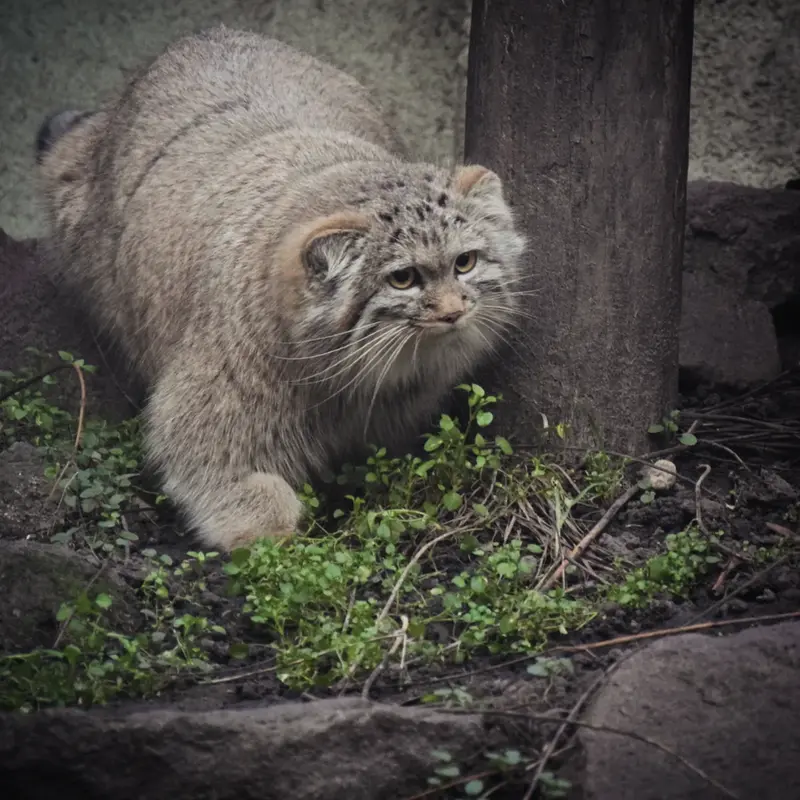 A photograph of Lucy in Budapest Zoo &amp; Botanical Garden