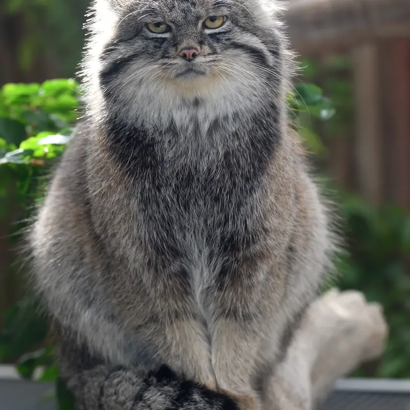 A photograph of Nar in Kobe Animal Kingdom
