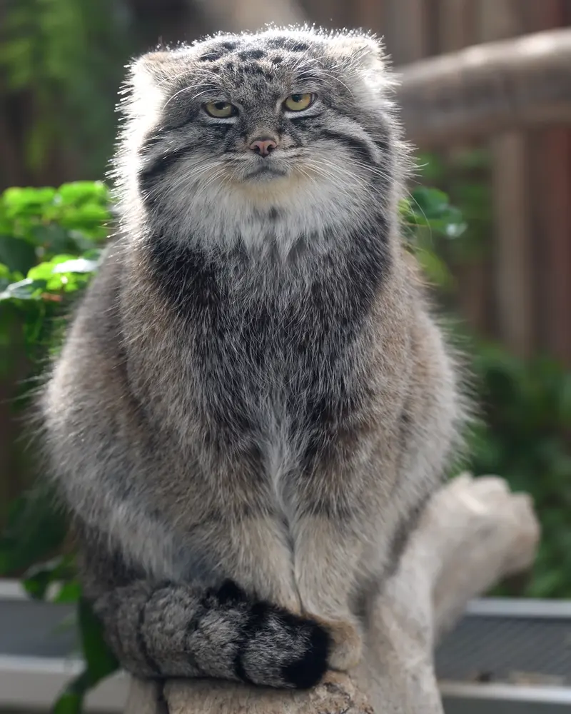 A photograph of Nar in Kobe Animal Kingdom