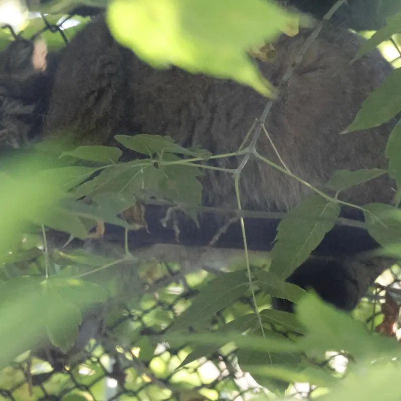 A photograph of Zosya in Novosibirsk Zoo