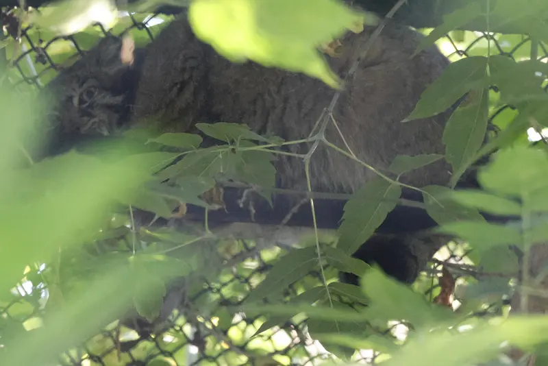 A photograph of Zosya in Novosibirsk Zoo