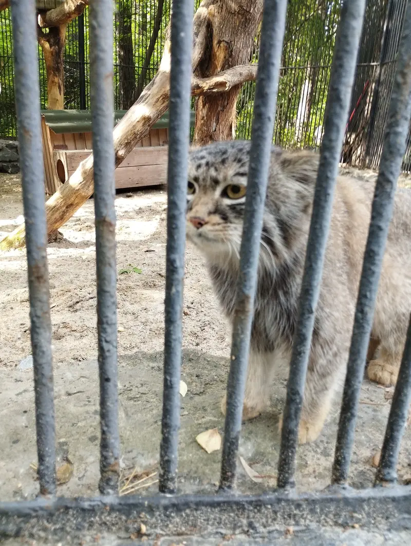 A photograph of a Pallas's cat in Novosibirsk Zoo