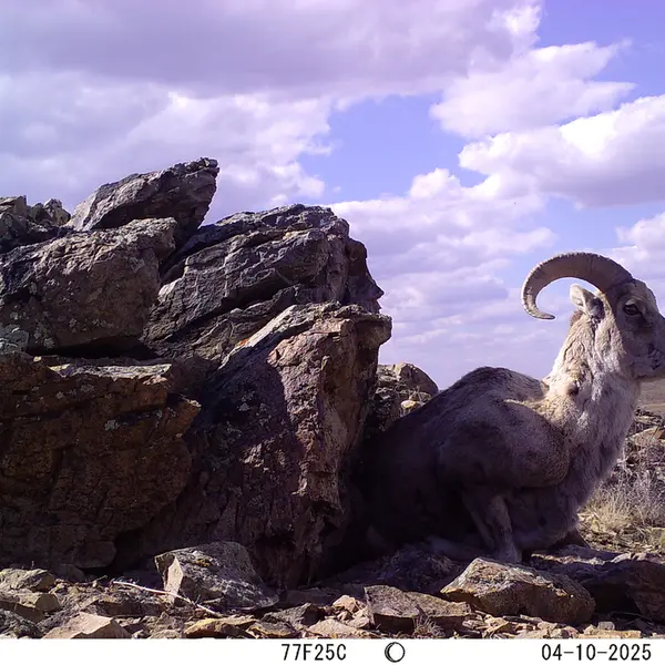 A photograph of Argali from Karashoky camera trap