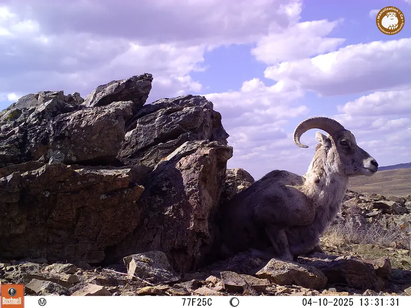 A photograph of Argali from Karashoky camera trap